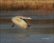 Sandhill-Crane;Crane;Flight;flying-bird;one-animal;close-up;color-image;nobody;p